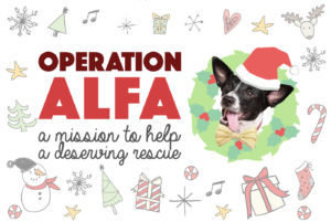Henry and I are so incredibly grateful for our life together and, as a result, love to put together a charitable project at the holidays. This year, we cooked up up a top secret mission to help the organization we can thank for Henry's life! Without further ado: Operation ALFA!