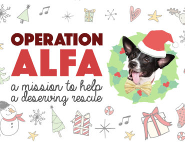Henry and I are so incredibly grateful for our life together and, as a result, love to put together a charitable project at the holidays. This year, we cooked up up a top secret mission to help the organization we can thank for Henry's life! Without further ado: Operation ALFA!