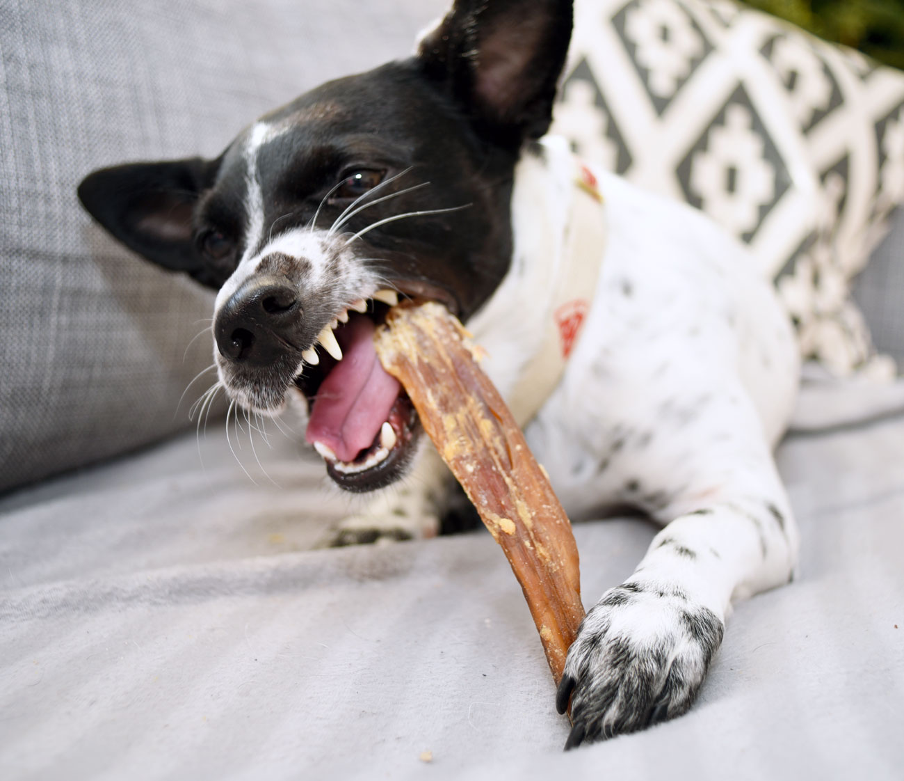 Learn about one of our favorite all-natural, fun ways to clean Henry's chompers: natural dog chews for good dental health!