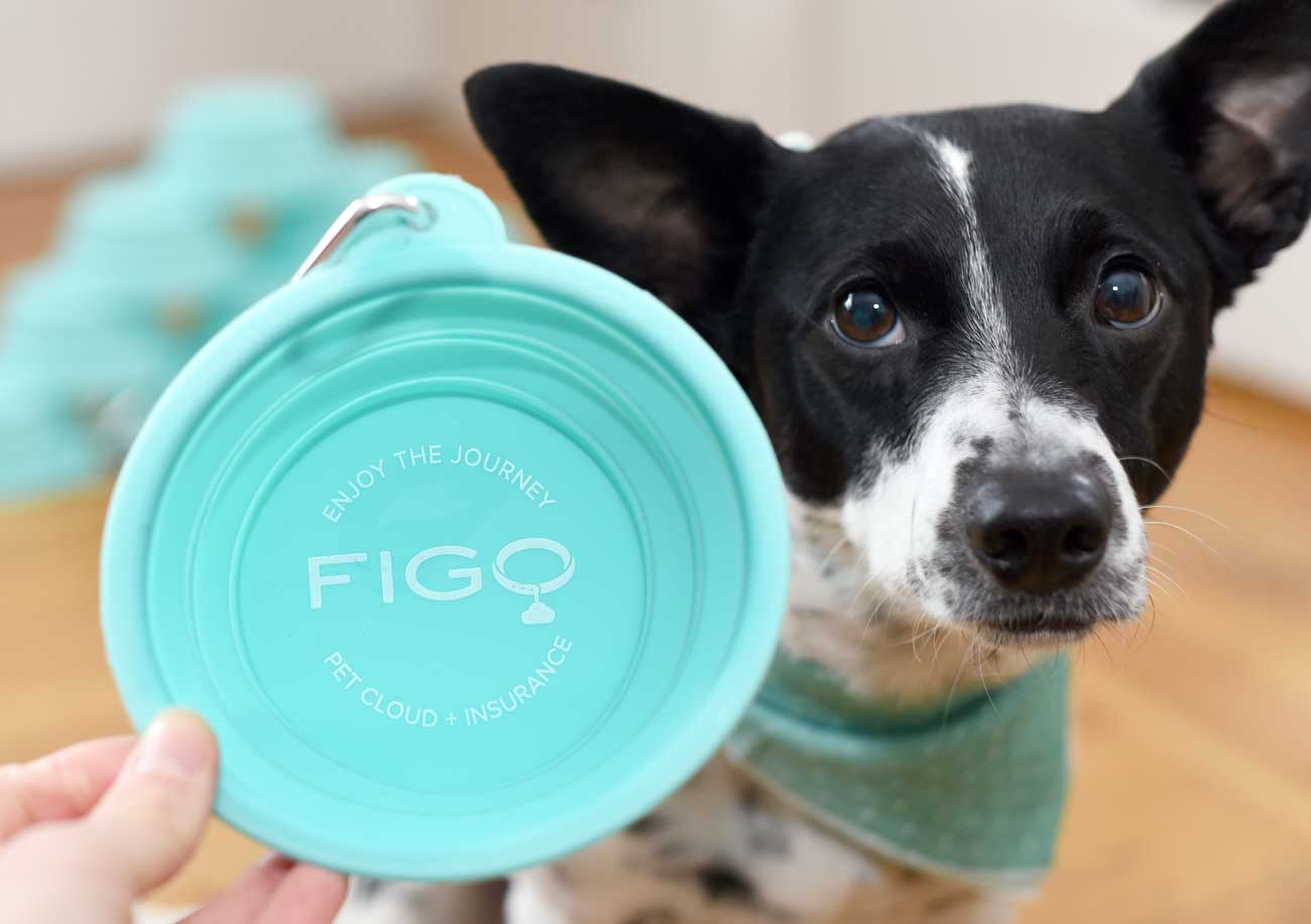 If you follow The Broke Dog, you know that I LOVE to blab on about how much I love Figo Pet Insurance and the peace of mind it gives me!