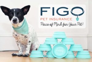 If you follow The Broke Dog, you know that I LOVE to blab on about how much I love Figo Pet Insurance and the peace of mind it gives me!