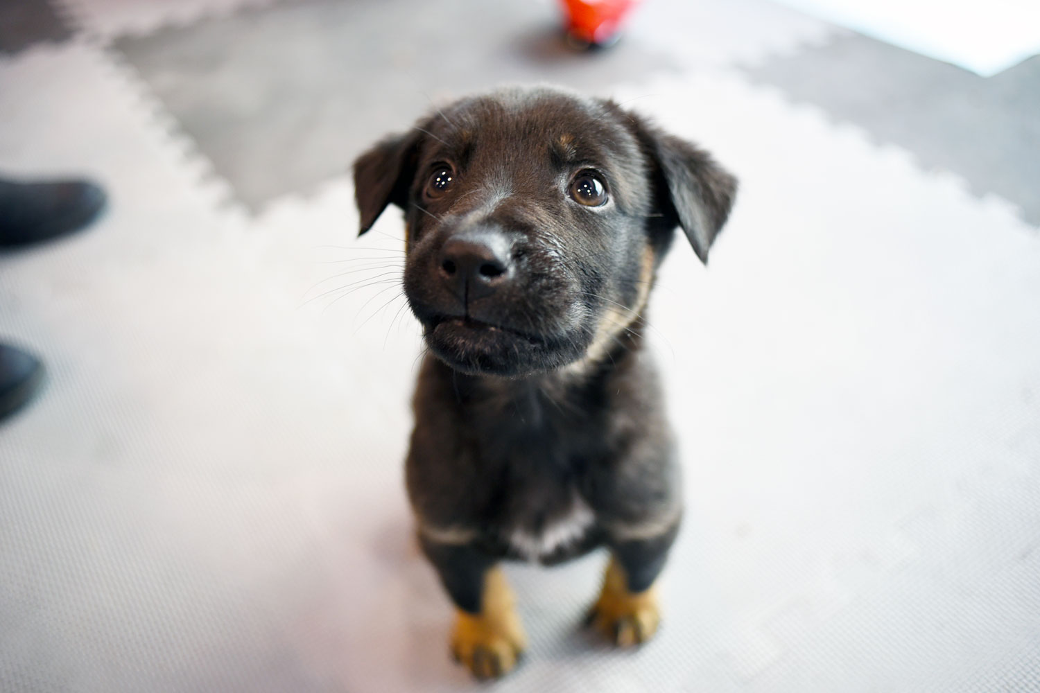Have you ever been curious about what happens a pet blogging conference? Here is a list of what I'm calling "The Four S's" of attending the BlogPaws conference: Sponsors, Sessions, Swag, and Socialization.