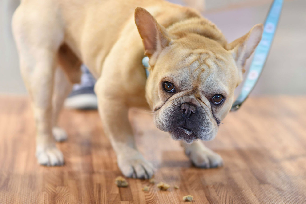 Have you ever been curious about what happens a pet blogging conference? Here is a list of what I'm calling "The Four S's" of attending the BlogPaws conference: Sponsors, Sessions, Swag, and Socialization.