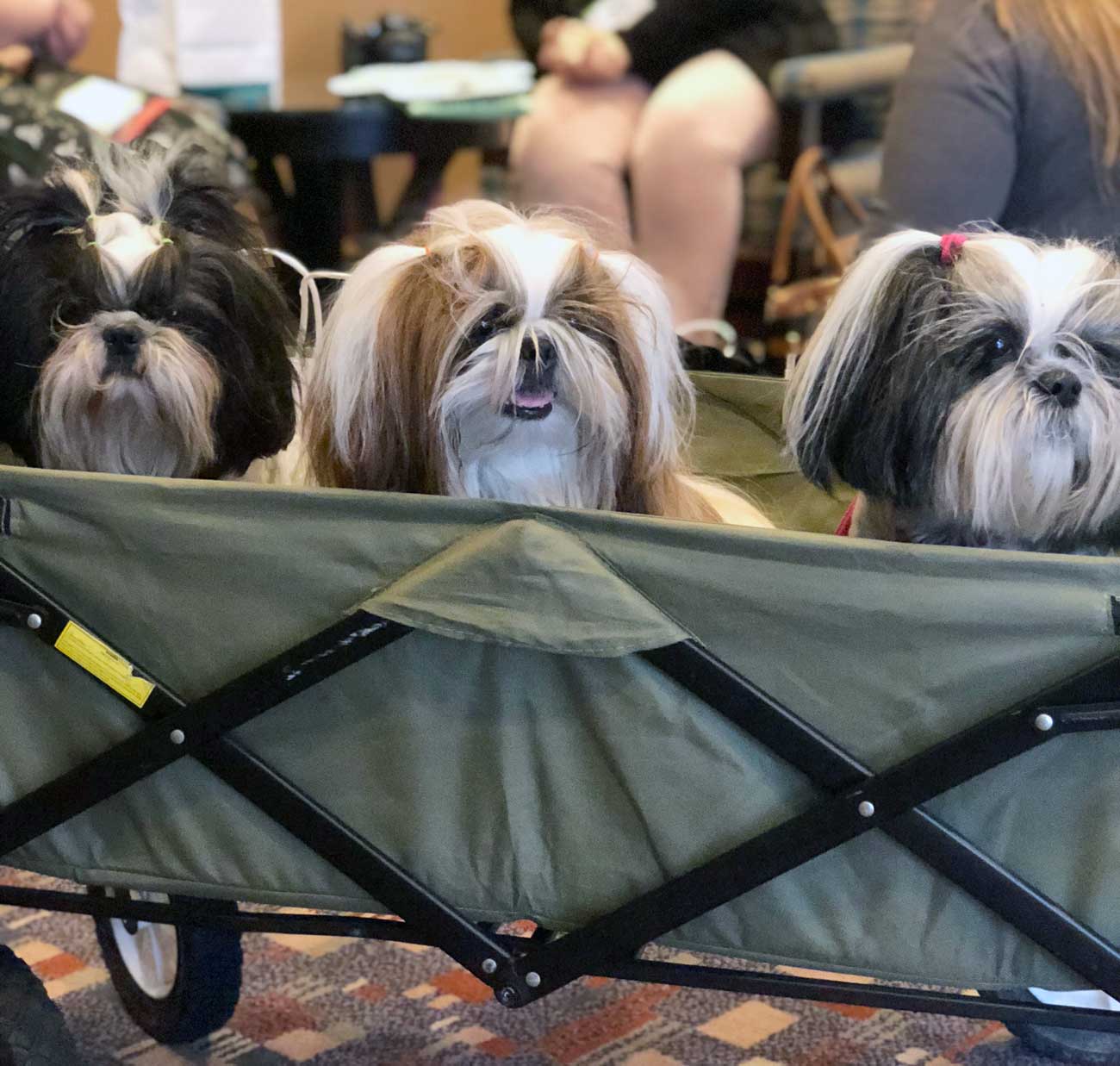 Have you ever been curious about what happens a pet blogging conference? Here is a list of what I'm calling "The Four S's" of attending the BlogPaws conference: Sponsors, Sessions, Swag, and Socialization.