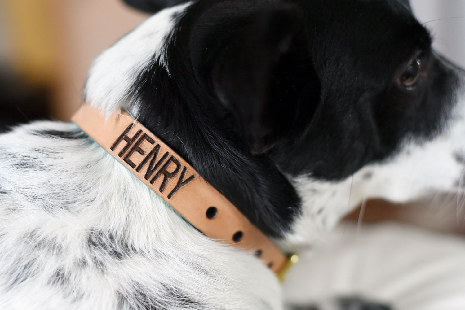 The handmade dog collar clearance company