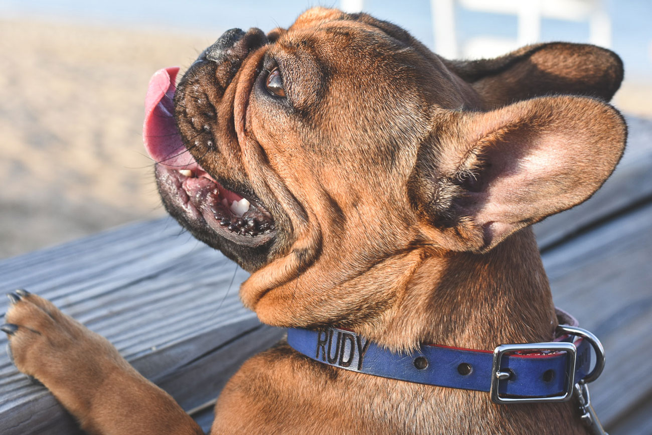 Dogwood Trl, a new handmade collar company, offers stunning custom leather dog collars that will perfectly fit your dog's personality.