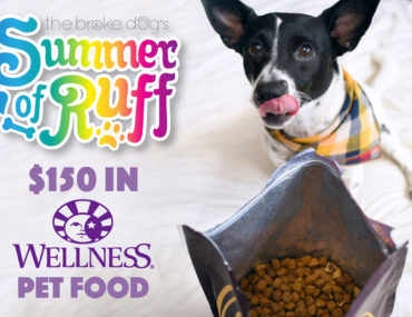 Fuel your pet's summer adventures with Wellness Pet Food! One lucky winner will receive $150 in vouchers for Wellness Pet Food — and not just for dogs!