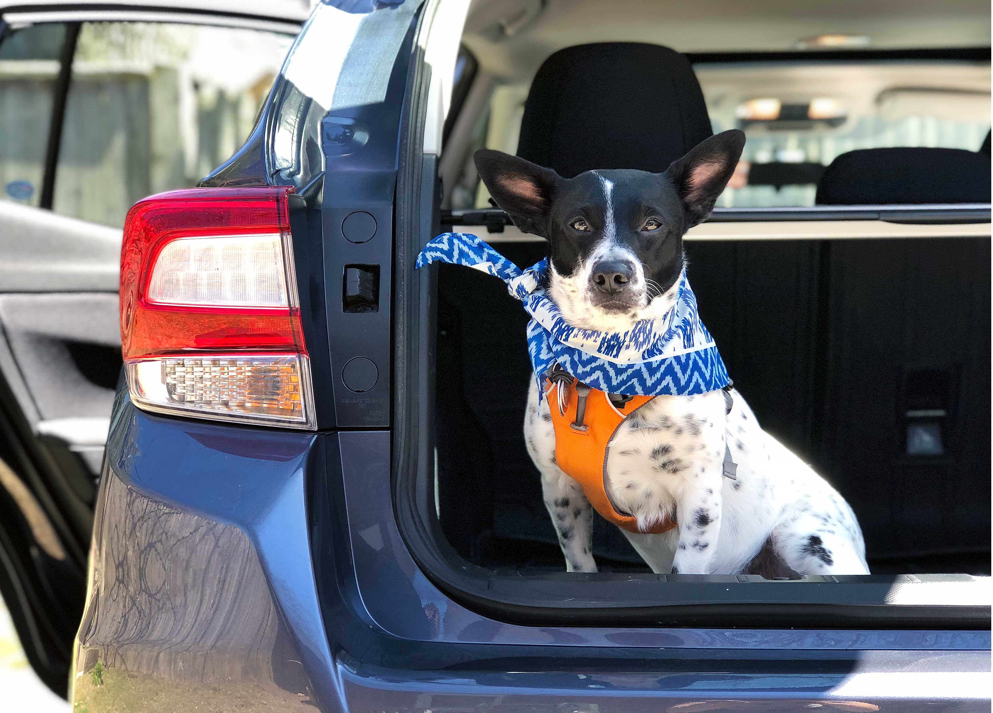 Dog in back of Subaru Impreza - Why We Love Subaru