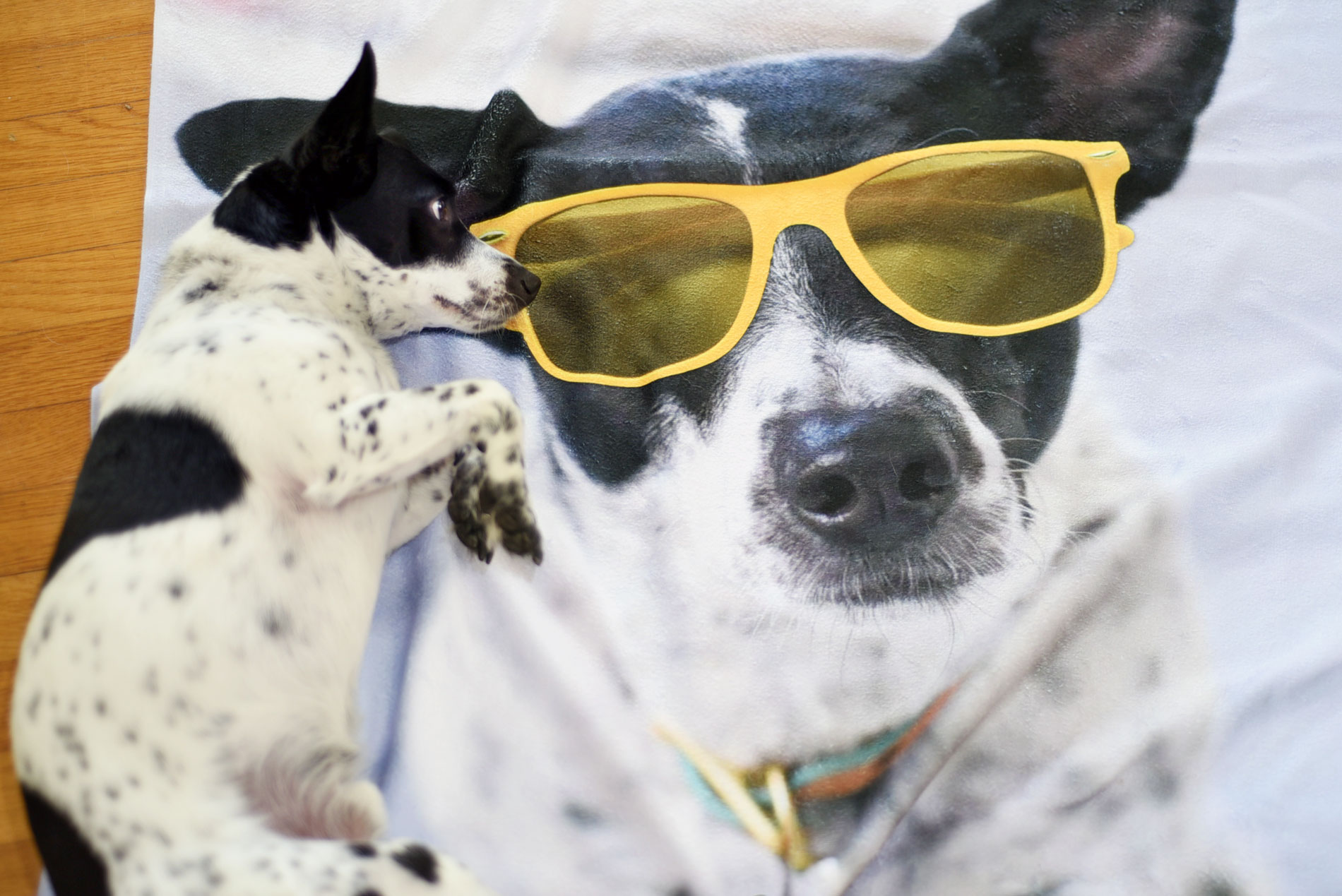 Sick of burying your favorite dog photos on your hard drive? Snapfish offers affordable and adorable photo gifts for pet lovers!