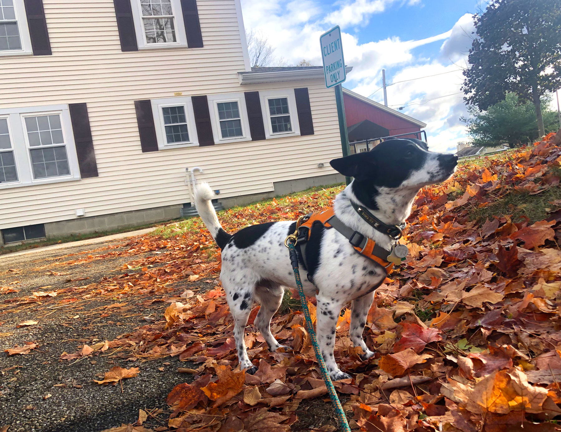 Henry enjoying a beautiful fall day at Tufts Cummings Veterinary Medical Center