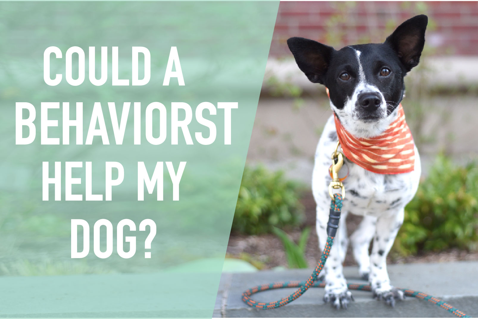 Could a Behaviorist Help My Dog? - The Broke Dog